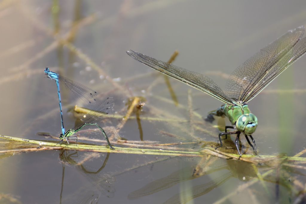 Anax imperator femmina